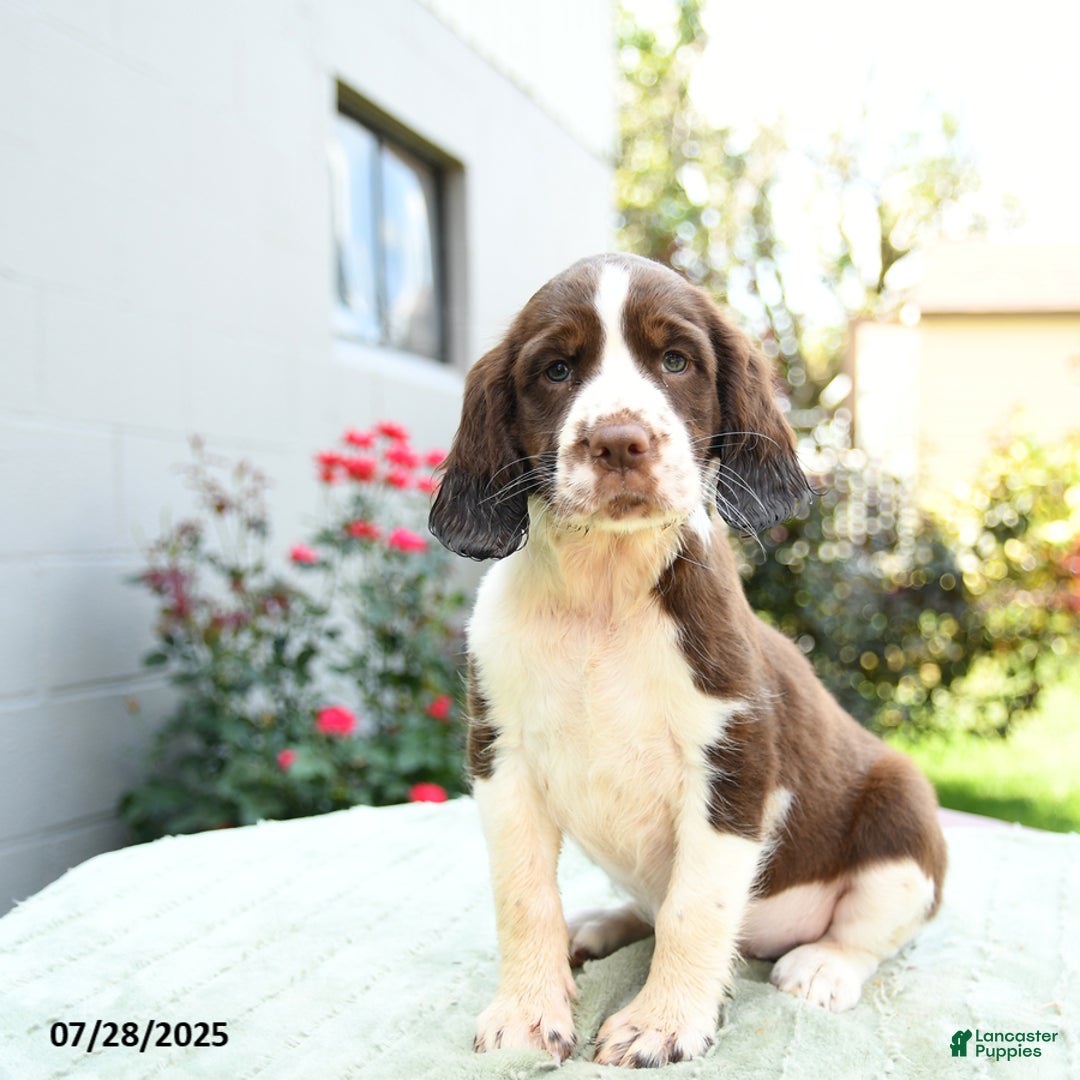 English Springer Spaniel dogs for sale: Bubbles - Image 2