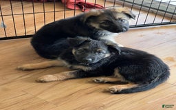 German Shepherd dogs for sale: Cedar - Image 11