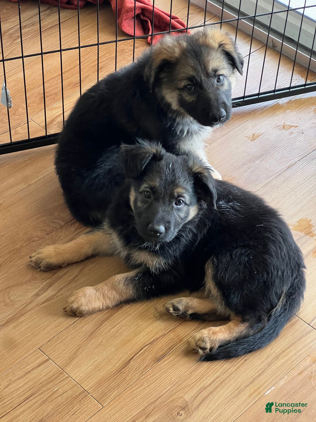German Shepherd dogs for sale: Cedar - Image 11
