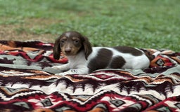 Miniature Dachshund dogs for sale: Rolo - Image 5