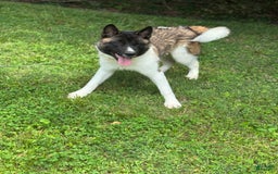 Akita dogs for sale: Jasper - Image 9