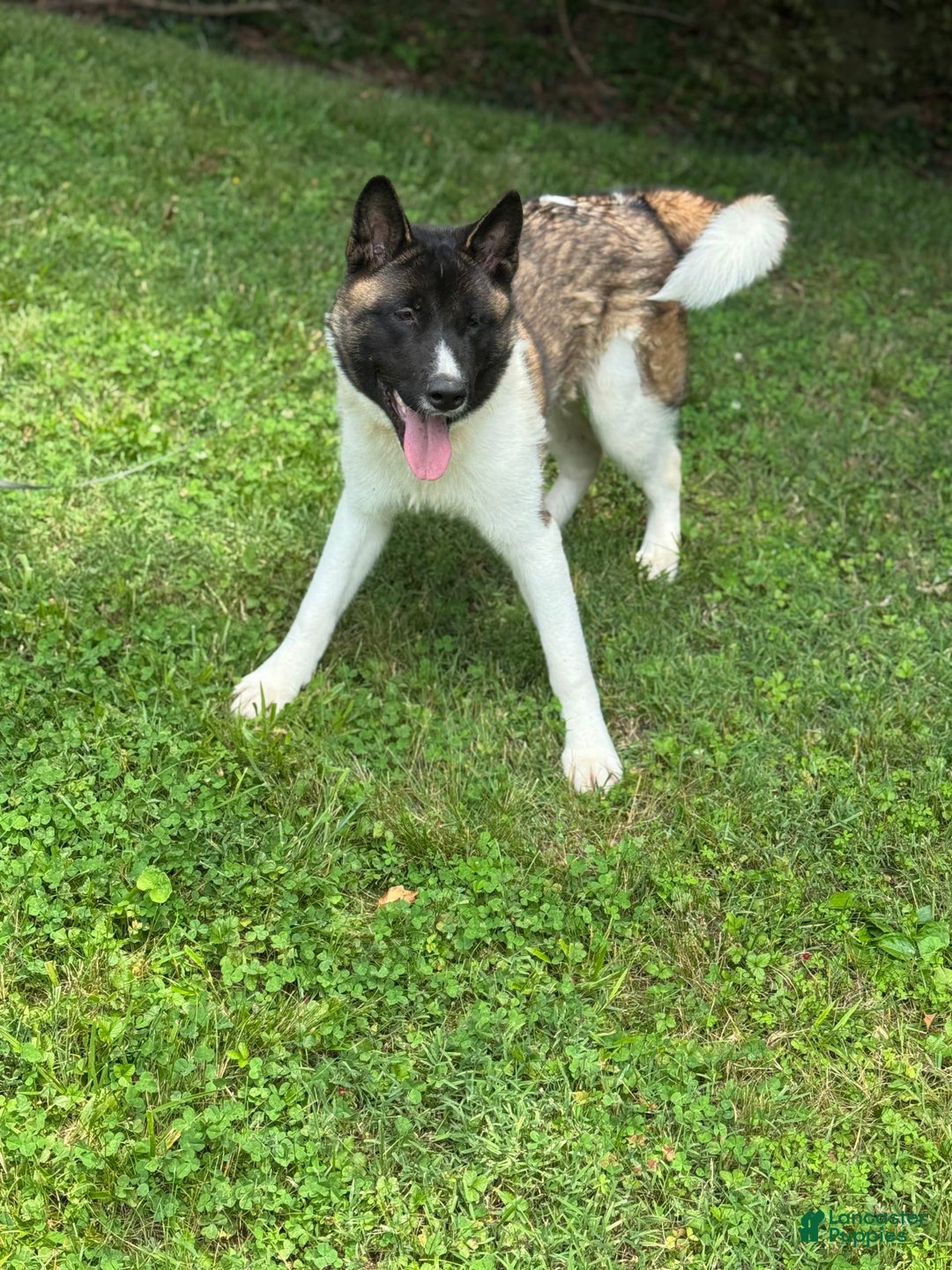 Akita dogs for sale: Jasper - Image 9