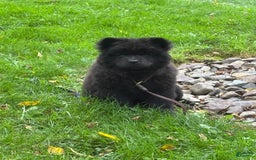 Chow Chow dogs for sale: Karmin - Image 3