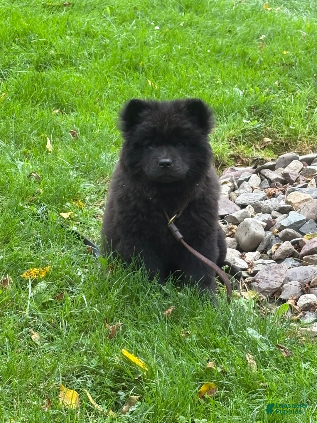 Chow Chow dogs for sale: Karmin - Image 3