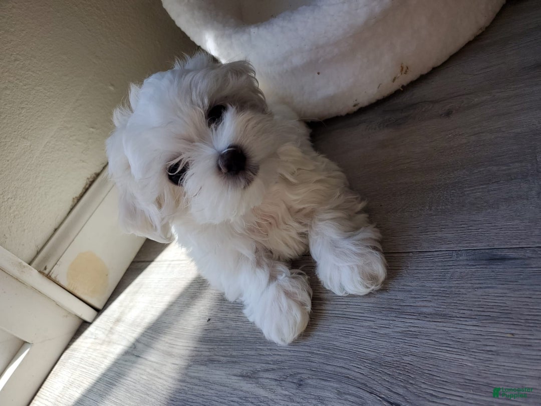 Maltese dogs for sale: Pepe - Image 11