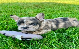 French Bulldog dogs for sale: Cooper - Image 1