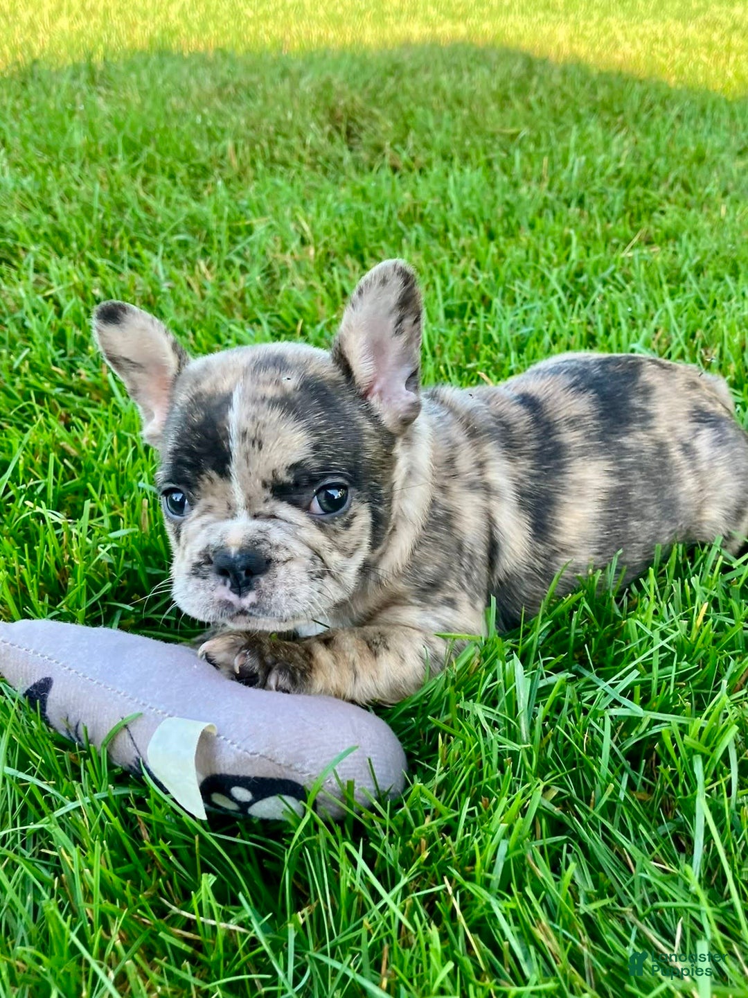 French Bulldog dogs for sale: Cooper - Image 1