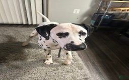 Dalmatian dogs for sale: Spade - Image 3