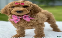 Goldendoodle dogs for sale: Emmy - Image 6