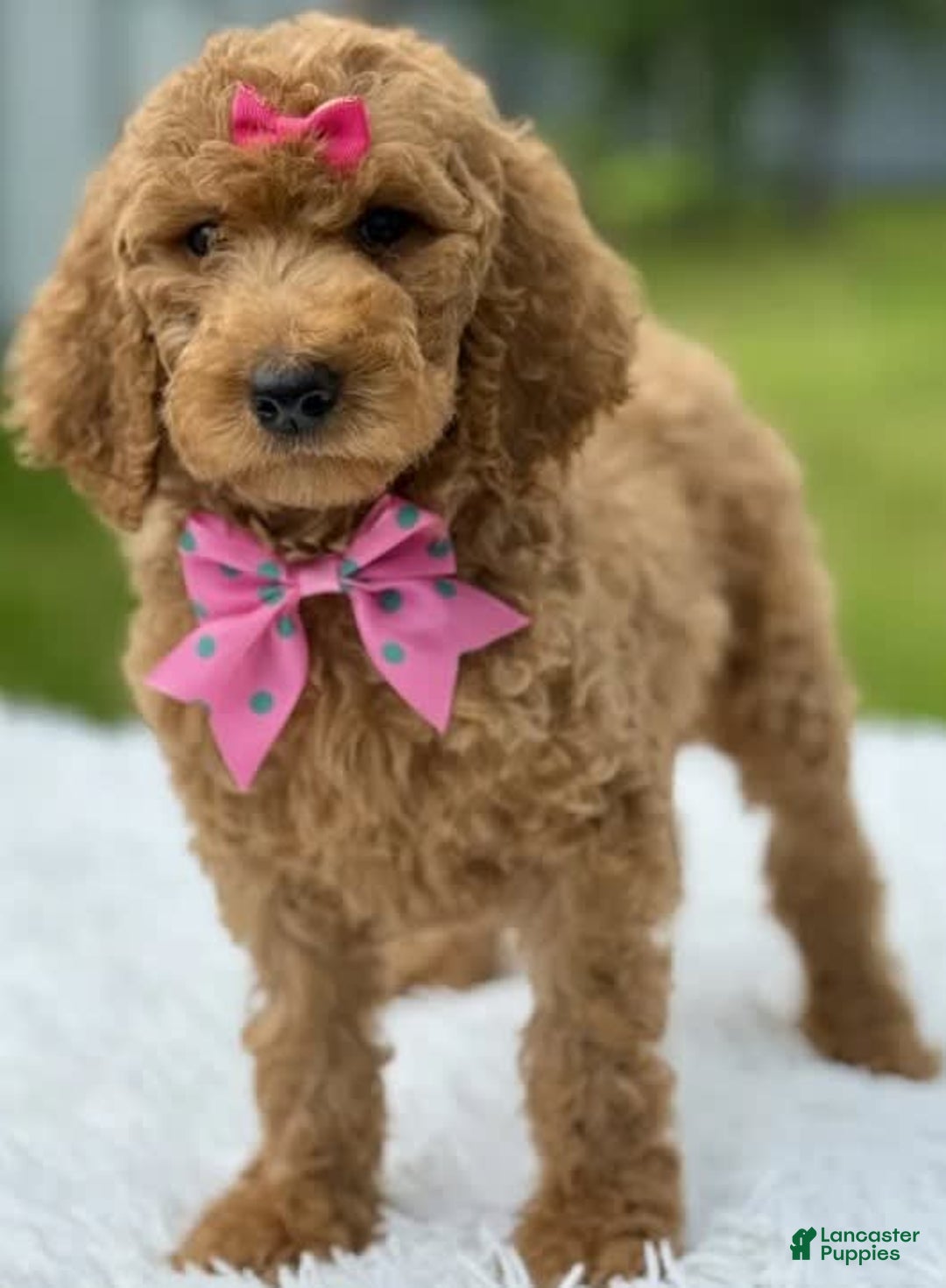 Goldendoodle dogs for sale: Emmy - Image 6