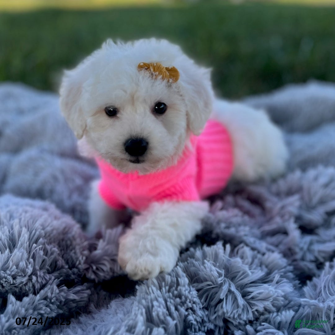 Bichon Frise dogs for sale: Miss Oakley - Image 6