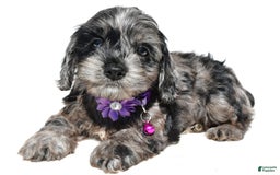 Cockapoo dogs for sale: Willow - Image 2