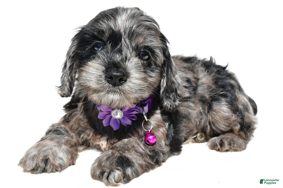 Cockapoo dogs for sale: Willow - Image 2