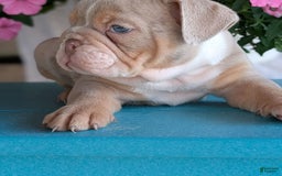 English Bulldog dogs for sale: Hunter - Image 7