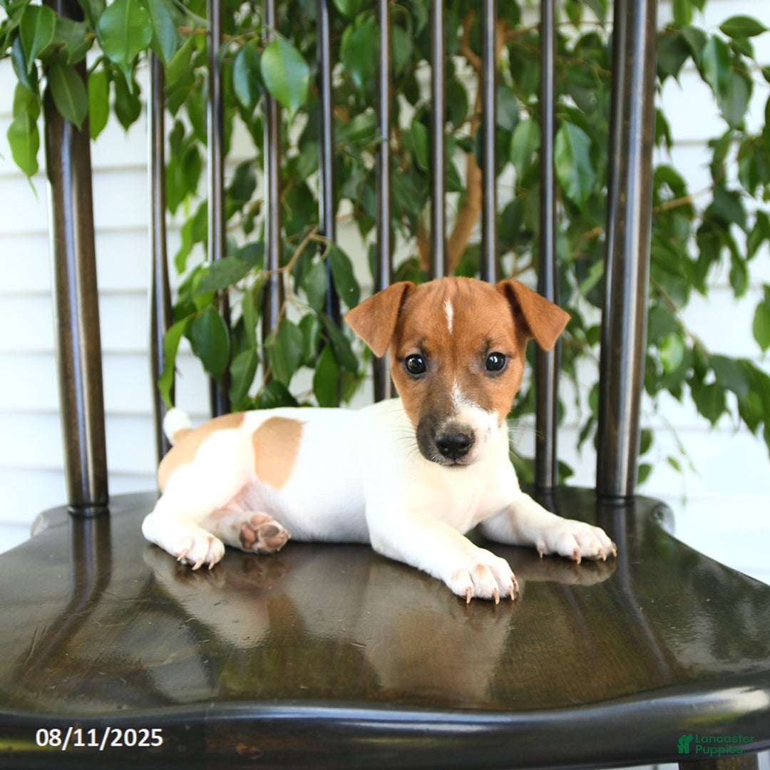 Jack Russell Terrier dogs for sale: Zola - Image 2