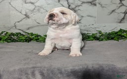 Mini Hippo dogs for sale: Casey - Image 15