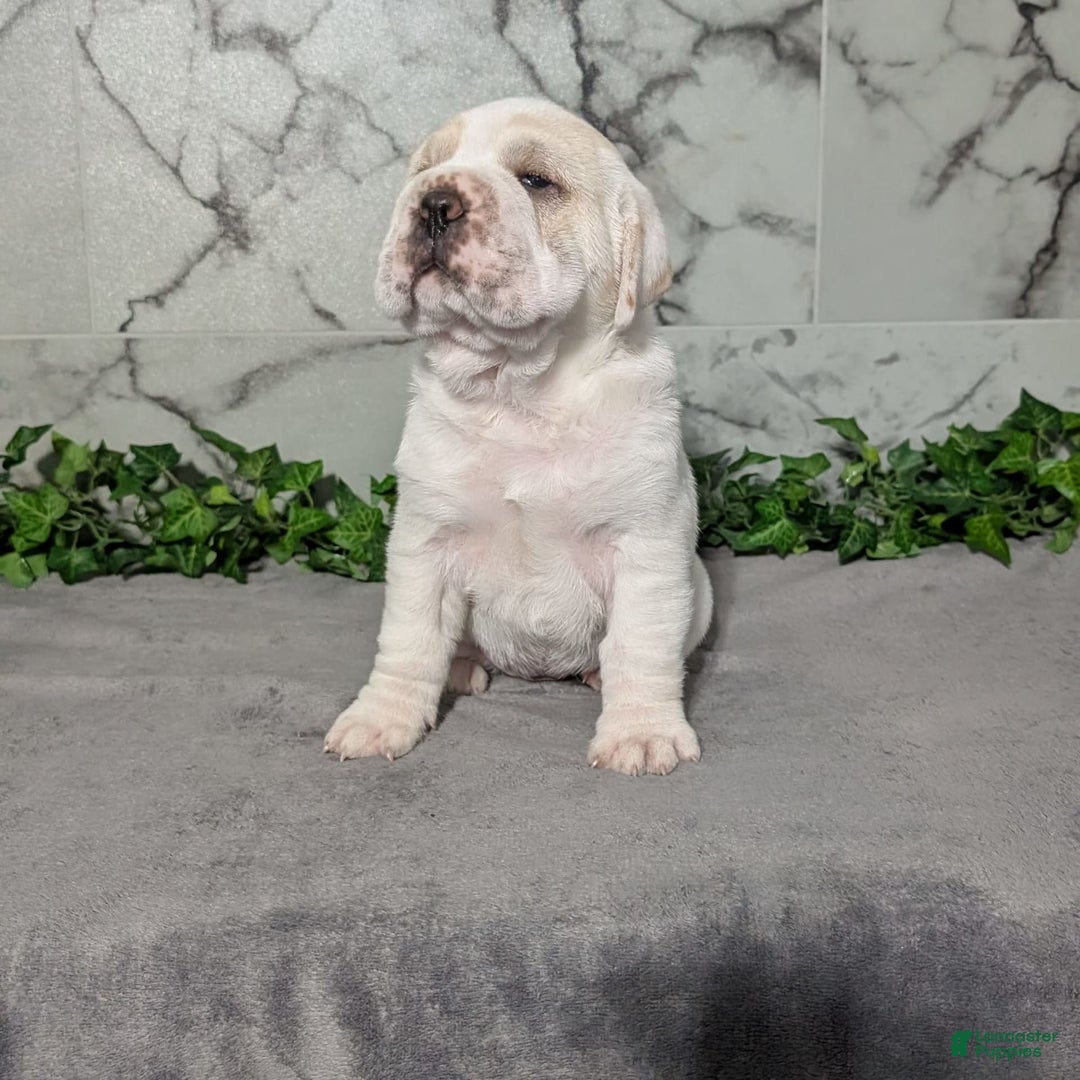 Mini Hippo dogs for sale: Casey - Image 15