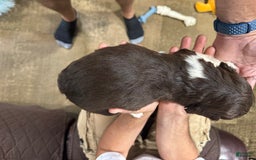 English Springer Spaniel dogs for sale: Male 2 - Image 4
