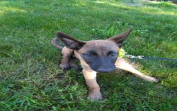 Belgian Malinois dogs for sale: Dakota - Image 3