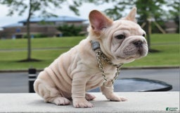 French Bulldog dogs for sale: Rayna Big Rope Velvet Fluffy - Image 9