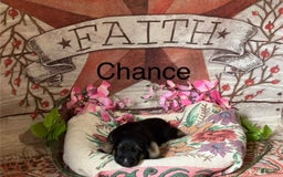 German Shepherd dogs for sale: Chance - Image 1
