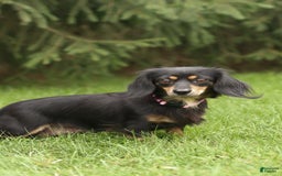 Miniature Dachshund dogs for sale: Reese - Image 4