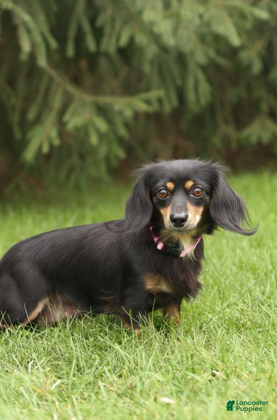 Miniature Dachshund dogs for sale: Reese - Image 4