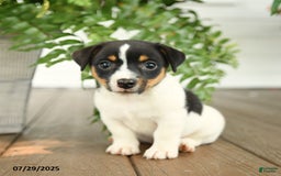 Jack Russell Terrier dogs for sale: Jack Russell Terrier 4 puppies - Image 1