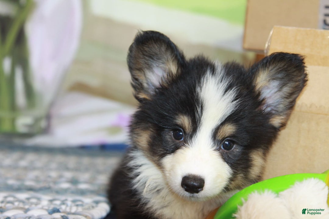 Welsh Corgi Pembroke dogs for sale: Harold Fluffy - Image 4