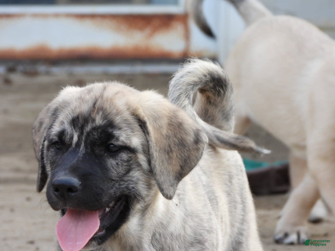 Anatolian Shepherd dogs for sale: Carly - Image 4