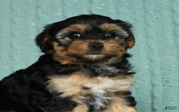 Yorkiepoo dogs for sale: Brittany - Image 7