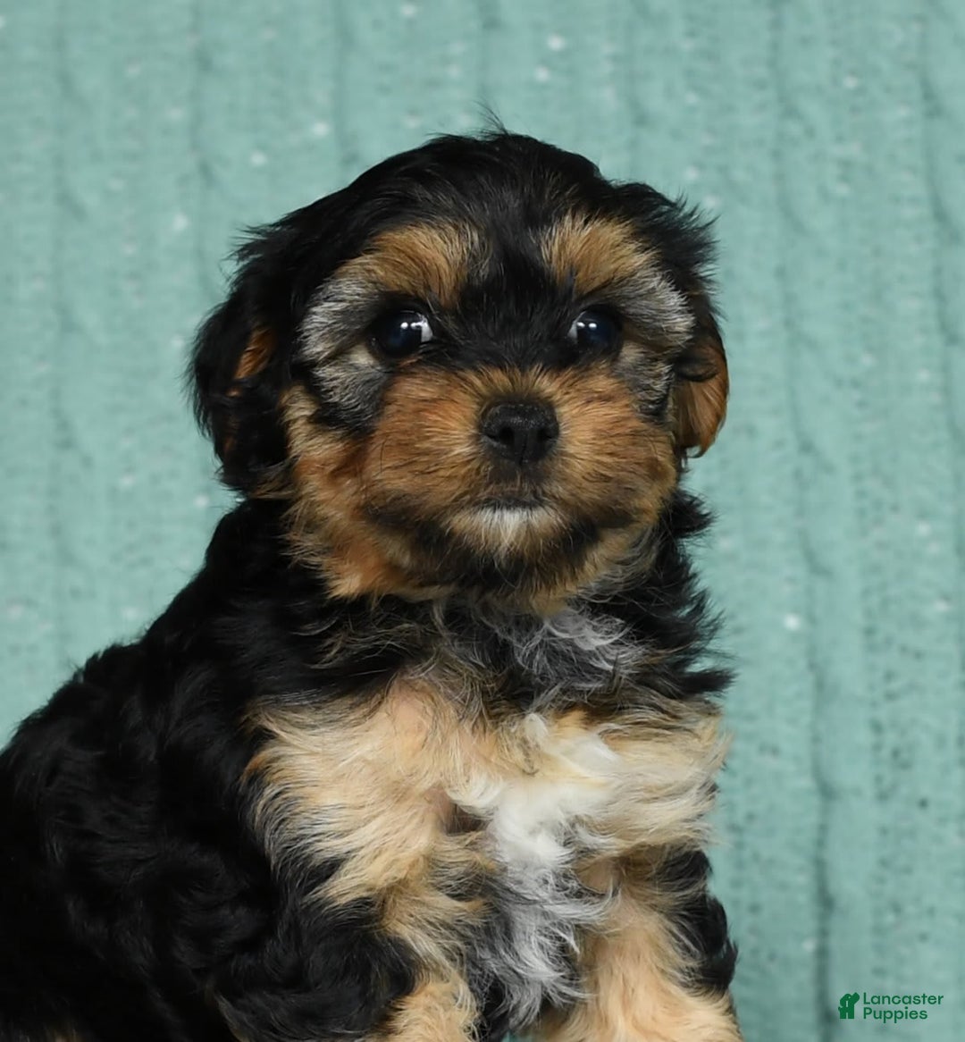 Yorkiepoo dogs for sale: Brittany - Image 7