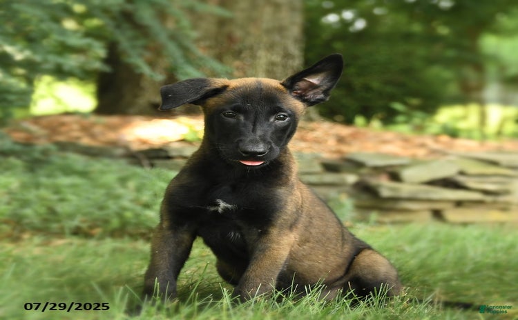 Belgian Malinois dogs for sale - Ad 2