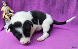Border Collie dogs for sale: Fasti - Image 20