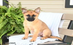 Pomsky dogs for sale: Thea - Image 2