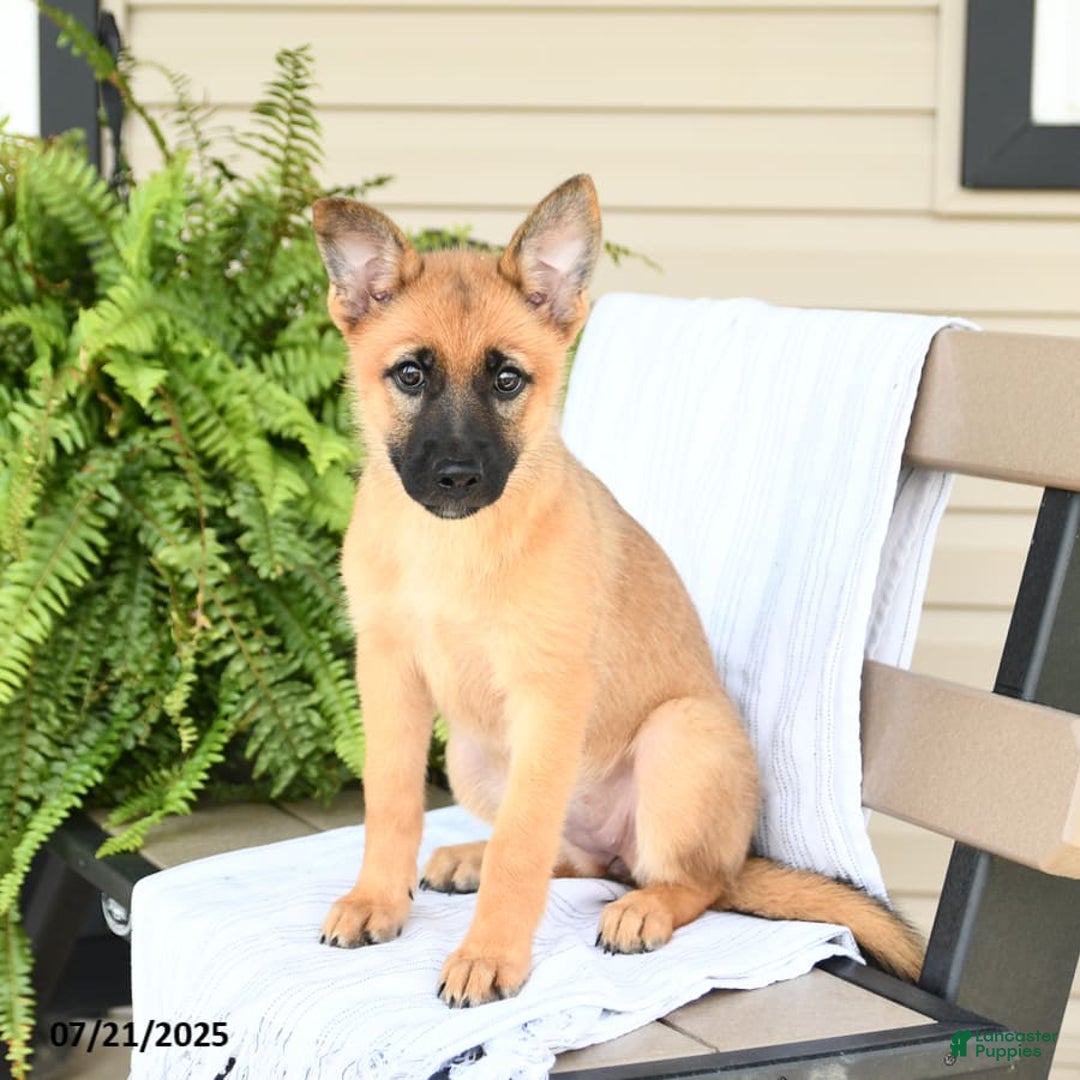Pomsky dogs for sale: Thea - Image 2
