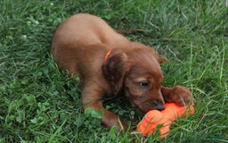 Irish Setter dogs for sale: Frances - Image 3
