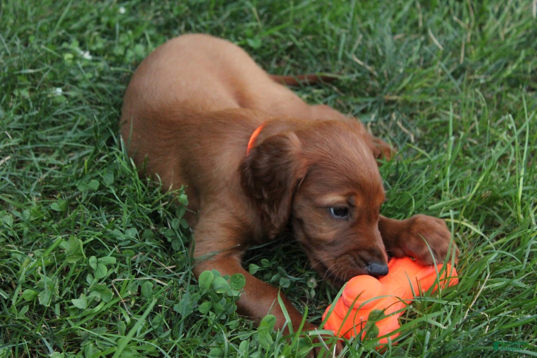 Irish Setter dogs for sale: Frances - Image 3