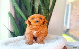 Cavapoo dogs for sale: Ian - Image 3