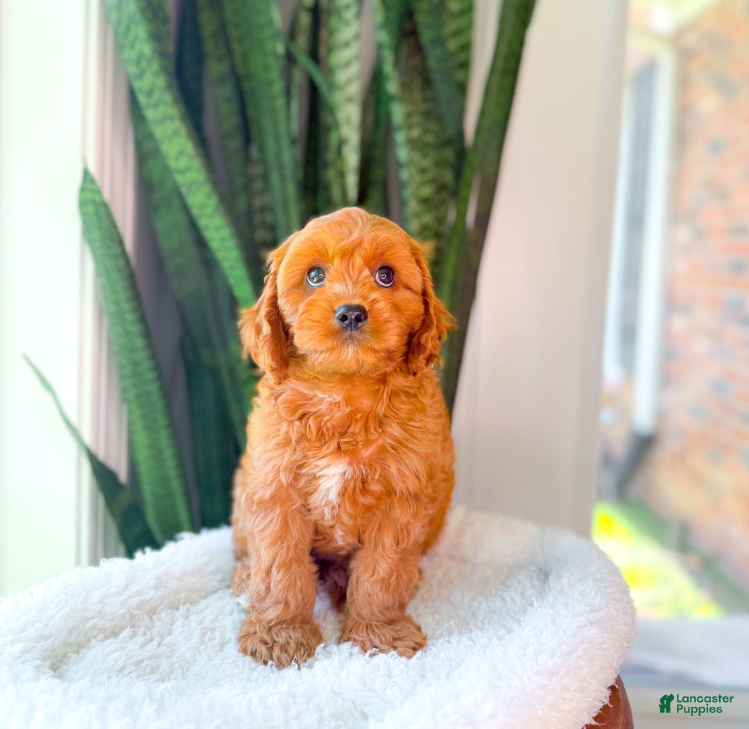 Cavapoo dogs for sale: Ian - Image 3