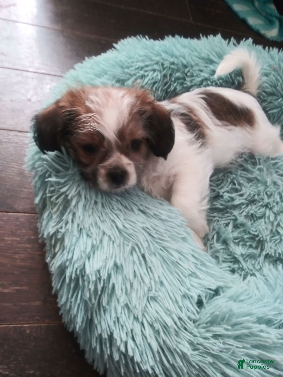 Shorkie dogs for sale: Bell Bell Aka Bella - Image 4