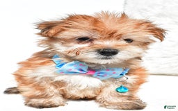 Morkie dogs for sale: Rizzo Teacup - Image 4