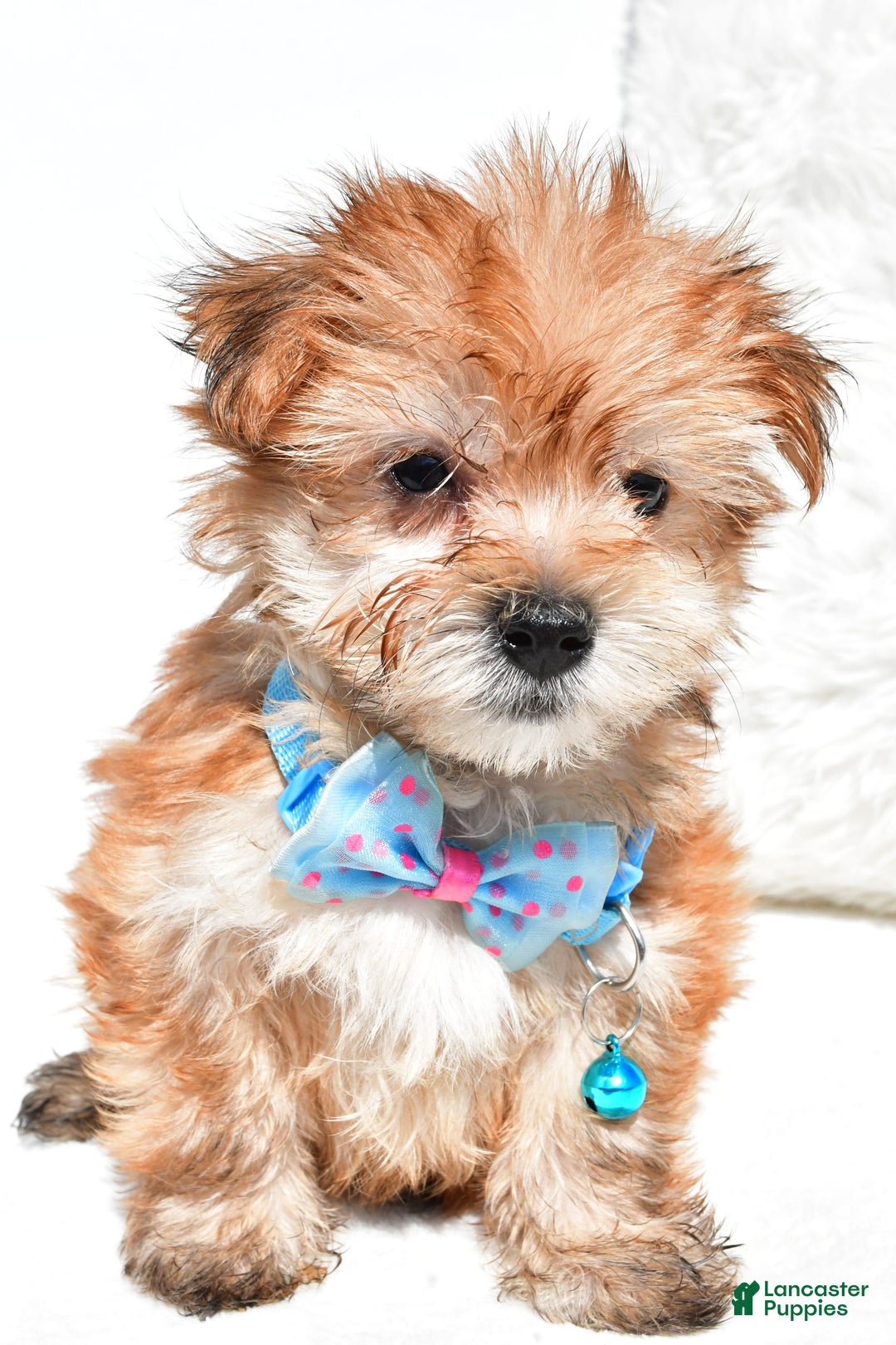 Morkie dogs for sale: Rizzo Teacup - Image 4