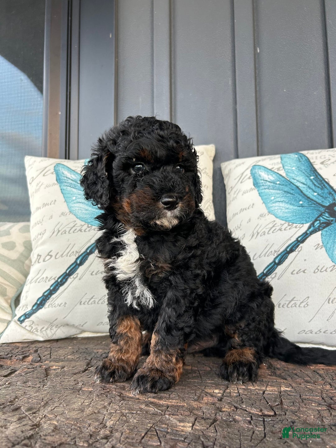 Aussiedoodle dogs for sale: Ash - Image 3