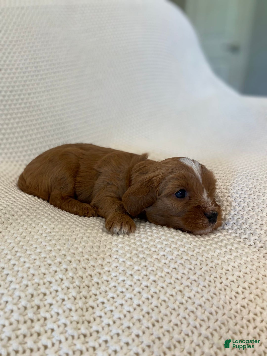 Cavapoo dogs for sale: Maverick - Image 9