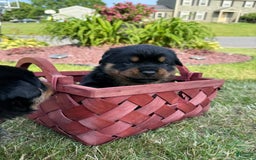 Rottweiler dogs for sale: Tinkerbelle - Image 5