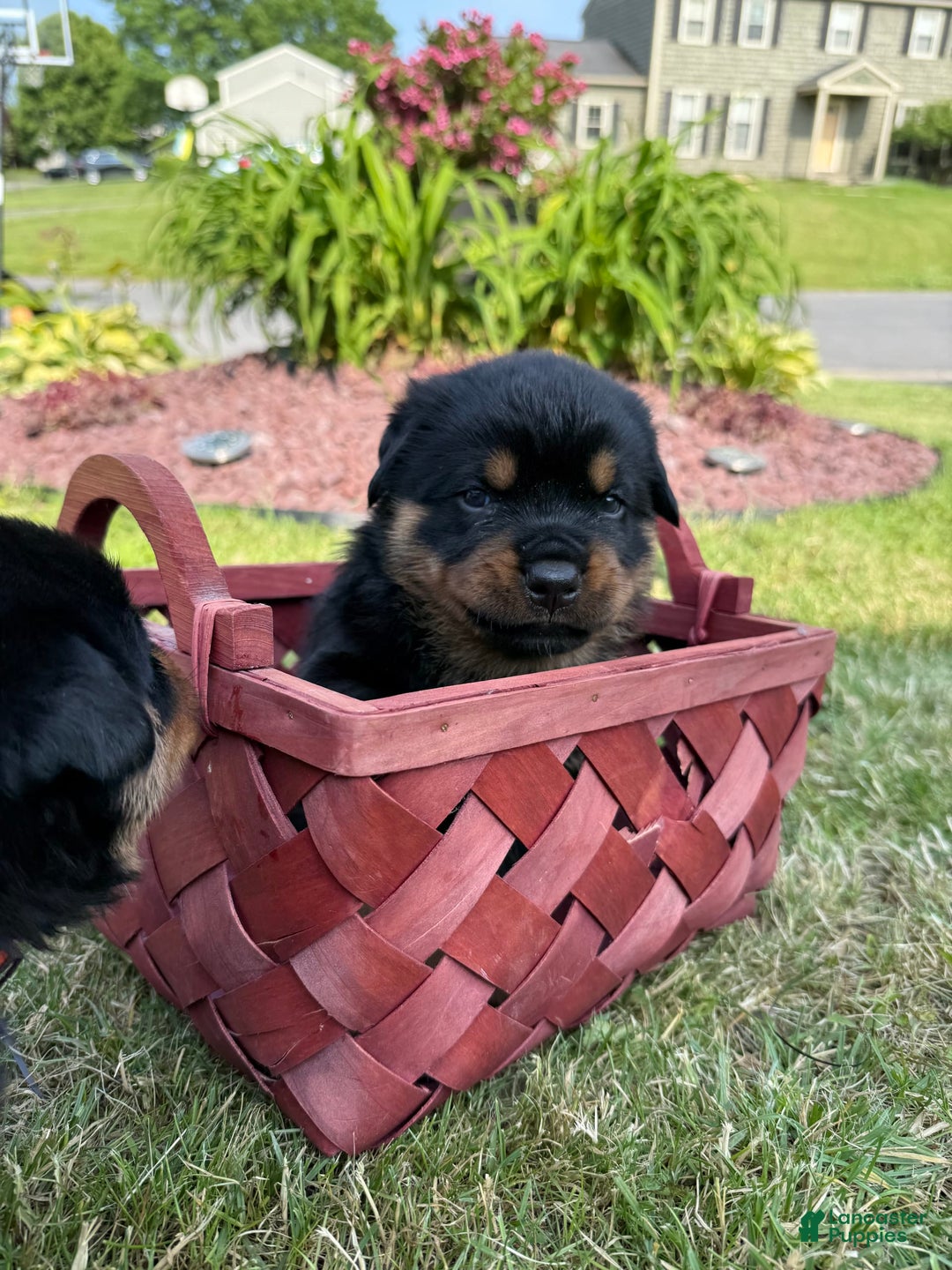 Rottweiler dogs for sale: Tinkerbelle - Image 5