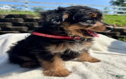 Australian Shepherd dogs for sale: Snickers Mini - Image 1