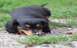 Miniature Dachshund dogs for sale: Duke - Image 11