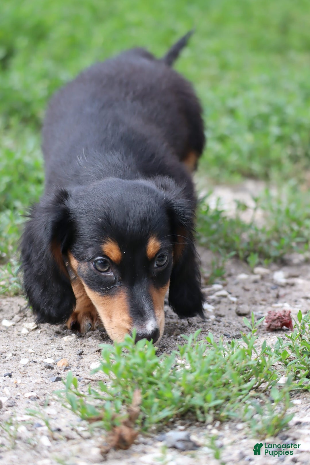 Miniature Dachshund dogs for sale: Duke - Image 11